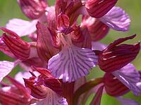 Orchis papilionacea, butterfly orchid [IBR113148496]