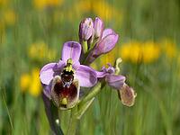 Ophrys tenthredinifera, wasp ragwort [IBR113148497]