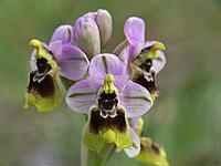 Ophrys tenthredinifera, wasp ragwort [IBR113148498]