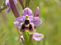 Ophrys tenthredinifera, wasp ragwort [IBR113148499]