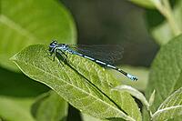Coenagrion puella, horseshoe azuremaid [IBR113148500]
