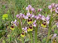 Ophrys tenthredinifera, wasp ragwort [IBR113148501]