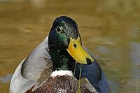 Mallard, Anas platyrhnchos (male) [IBR113148502]