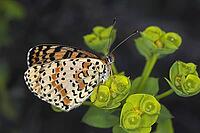 Melitaea didyma, red butterflies [IBR113148503]