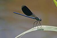 Calopteryx splendens, banded dragonfly, male, dragonflies, Calopterygidae [IBR113148504]