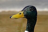 Mallard, Anas platyrhnchos (male) [IBR113148505]