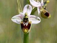 Ophrys tenthredinifera, wasp ragwort [IBR113148506]