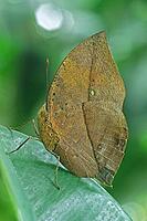 Kallima inachus, Indian leaf [IBR113148508]