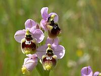 Ophrys tenthredinifera, wasp ragwort [IBR113148509]