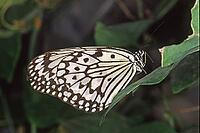 Idea leuconoe, white tree nymph [IBR113148510]