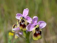 Ophrys tenthredinifera, wasp ragwort [IBR113148511]