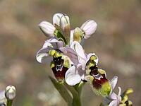 Ophrys tenthredinifera, wasp ragwort [IBR113148512]