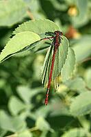 Pyrrhosoma nymphula, early Adonis dragonfly [IBR113148513]