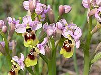 Ophrys tenthredinifera, wasp ragwort [IBR113148514]