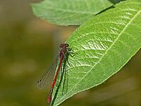 Pyrrhosoma nymphula, early Adonis dragonfly [IBR113148515]