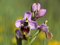 Ophrys tenthredinifera, wasp ragwort [IBR113148517]