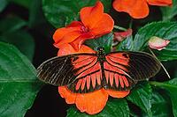Heliconius melpomone, butterfly [IBR113148518]