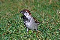 House Sparrow, Passer domesticus, (young bird) Baby animals [IBR113148519]