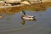 Mallard, Anas platyrhnchos (male) [IBR113148521]