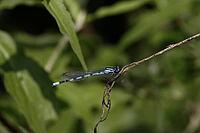 Platycnemis pennipes, feather dragonfly, male, feather dragonflies, Platycnemididae [IBR113148523]