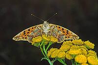 Issoria lathonia, small mother-of-pearl butterfly [IBR113148526]