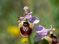 Ophrys tenthredinifera, wasp ragwort [IBR113148527]