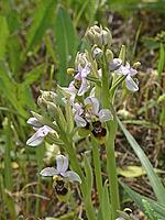 Ophrys tenthredinifera, wasp ragwort [IBR113148528]