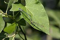 Platycnemis pennipes, feather dragonfly, male, feather dragonflies, Platycnemididae [IBR113148529]