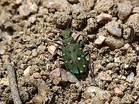 Cicindela campestris, field sandground beetle [IBR113148530]