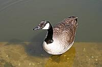 Canada goose, Branta canadensis [IBR113148531]
