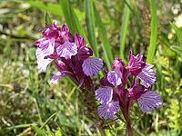 Orchis papilionacea, butterfly orchid [IBR113148532]