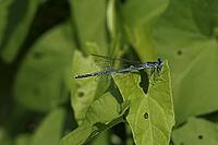 Platycnemis pennipes, feather dragonfly, male, feather dragonflies, Platycnemididae [IBR113148533]