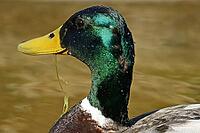 Mallard, Anas platyrhnchos (male) [IBR113148534]