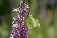 Gonepteryx rhamni, lemon butterfly, female [IBR113148535]