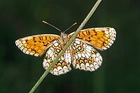 Melitaea athalia, quail wheat butterflies [IBR113148536]