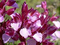 Orchis papilionacea, butterfly orchid [IBR113148538]