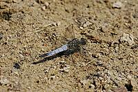 Libellula fulva, tip spot, sail barks, libellulidae [IBR113148539]