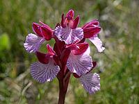 Orchis papilionacea, butterfly orchid [IBR113148540]