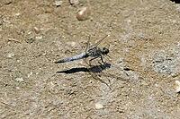 Libellula fulva, tip spot, sail barks, libellulidae [IBR113148541]