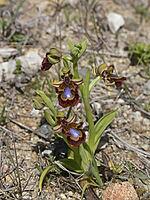 Ophrys ciliata, mirror ragwort [IBR113148543]