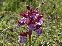 Orchis papilionacea, butterfly orchid [IBR113148544]