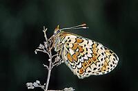 Melitaea cinxia, common butterflies [IBR113148545]
