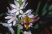 Hemaris fuciformis, bumblebee hog [IBR113148547]