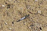 Libellula fulva, tip spot, sail barks, libellulidae [IBR113148548]