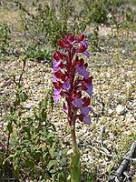 Orchis papilionacea, butterfly orchid [IBR113148549]