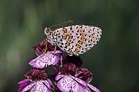 Melitaea didyma, red butterflies [IBR113148550]