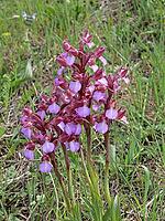 Orchis papilionacea, butterfly orchid [IBR113148551]