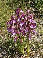 Orchis papilionacea, butterfly orchid [IBR113148552]
