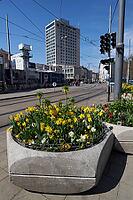 Blumenkübel am central railway station, Munich, flowers, spring, April, tram, road traffic, urban, big city, Bavaria, Germany [IBR124585437]