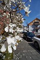 Star magnolia blooms in Starnberg, recreation area, swimming lake, shipping, Upper Bavaria, Bavaria, spring, April, leisure, Munich, Germany [IBR124585441]
